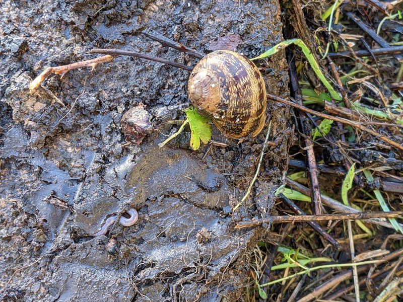 A snail visited and is still someplace.