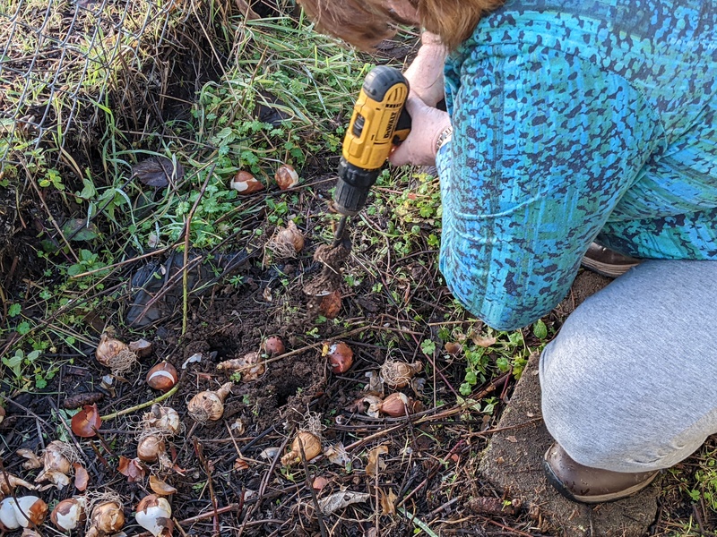 Lois planting bulbs.