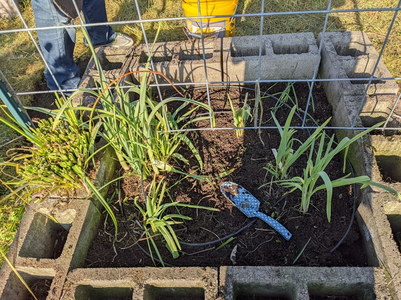 Garlic cell, plus one clump of weeds in the left that Laura and Lois eventually got out. A6 Day 1