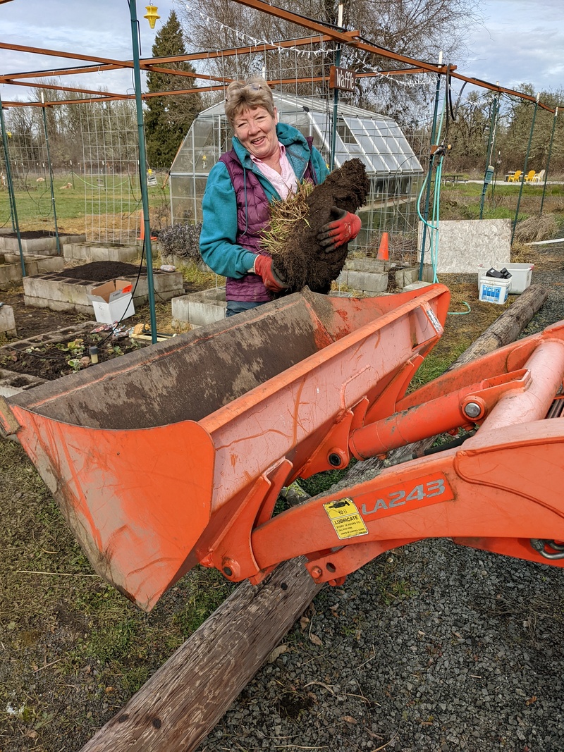 Laura carrying a mondo sod piece to the tractor.