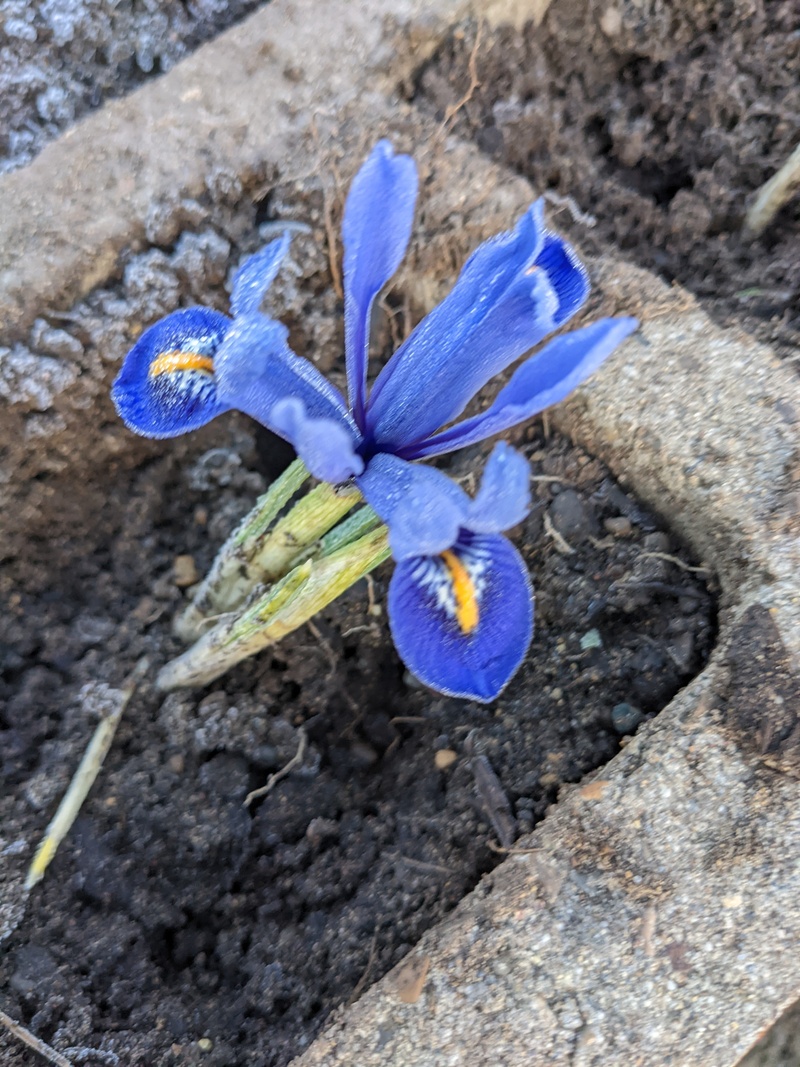 Dutch Iris blooming in the Waffle.