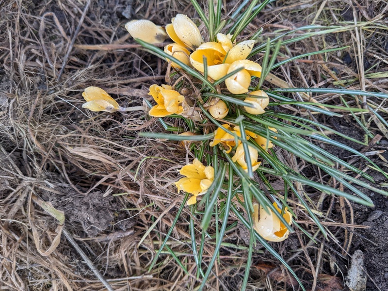 Yellow crocus