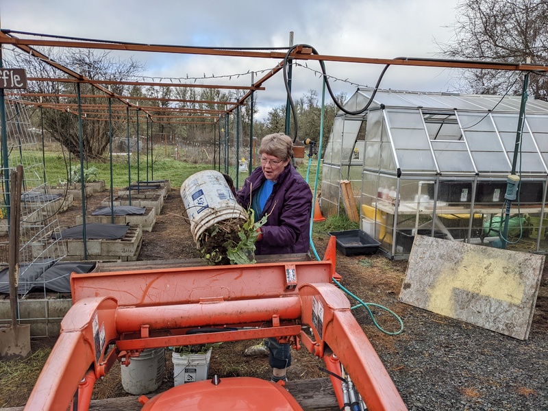 Laura throws out another bucket of weeds.