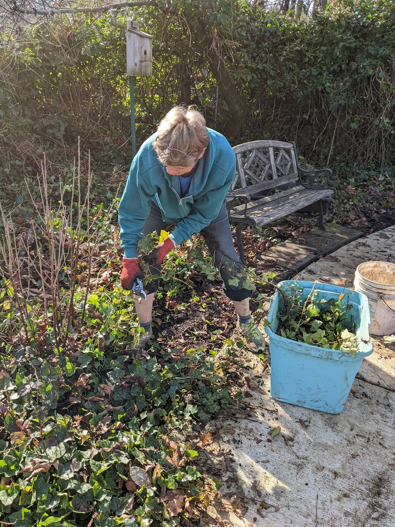 Laura trying to get ivy out at the South Picnic Hedge Trimming