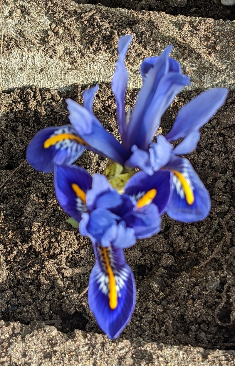 more Dutch Iris