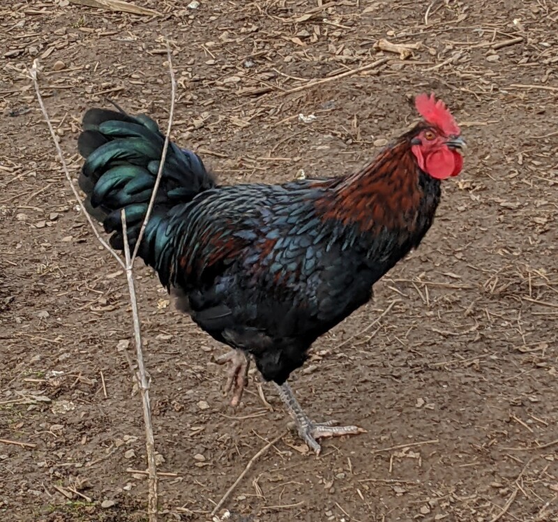 Rooster #2 before being captured and given away.