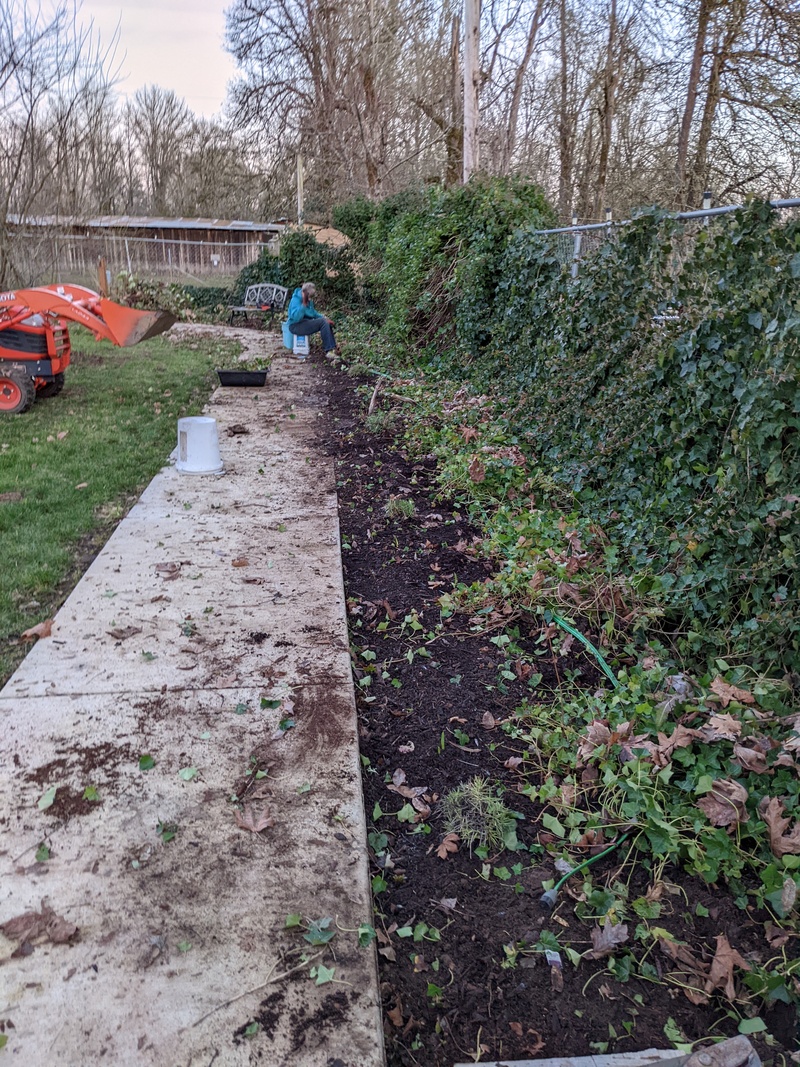 Laura making great progress getting ivy out.