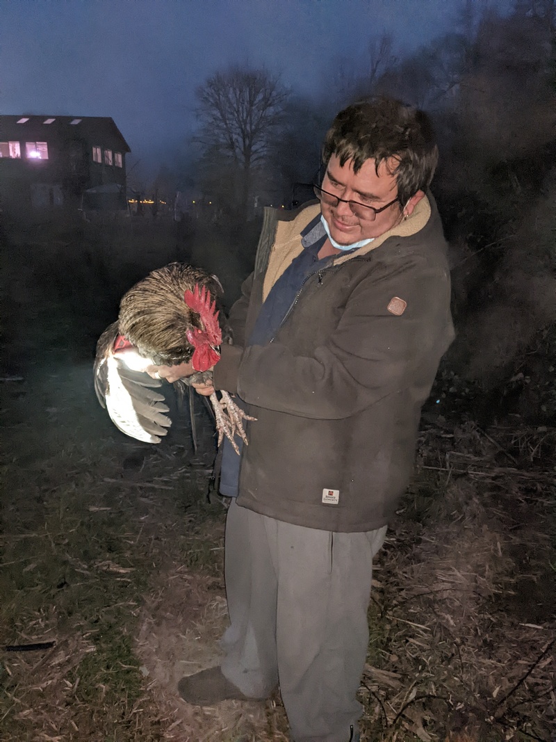 Rooster #1 after being captured and given away.