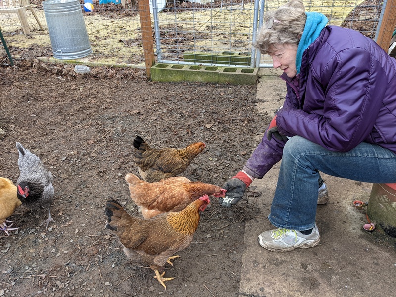 Laura feeding the hens