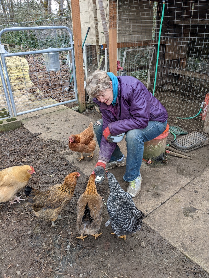 Laura feeding the hens