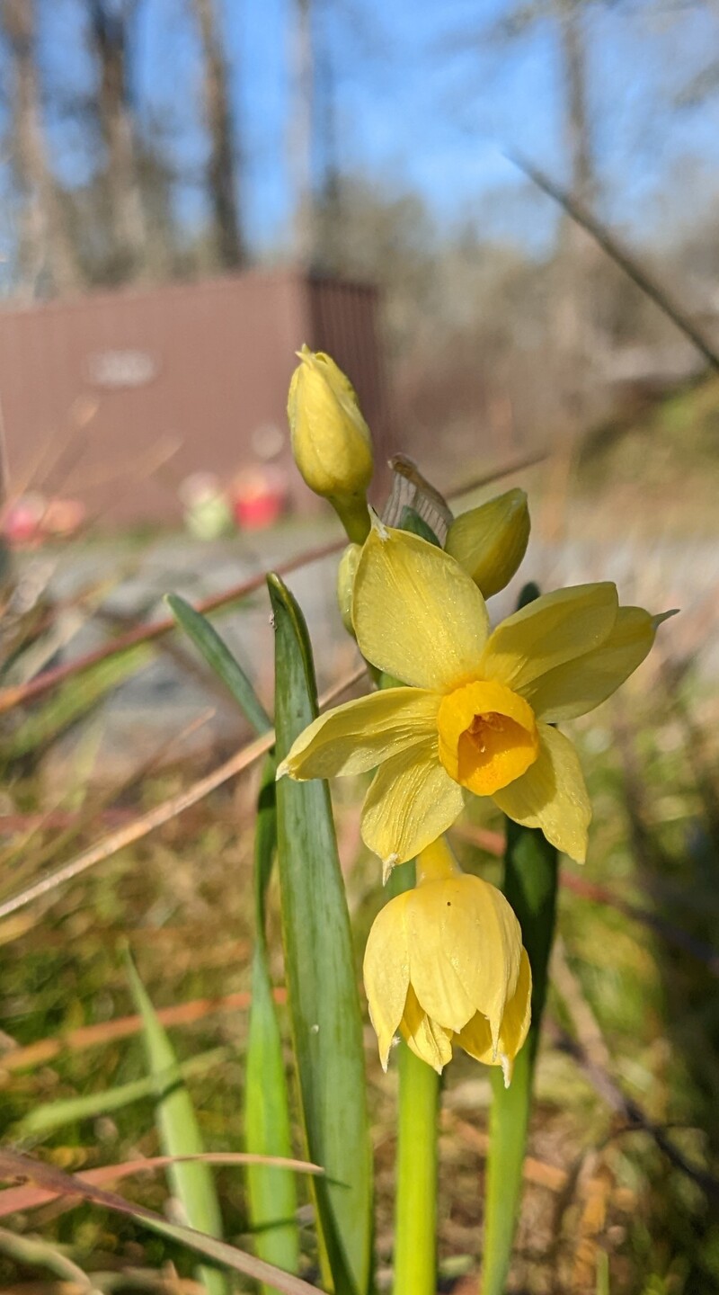 First Narcissus to bloom.