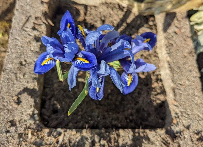 reticulated iris