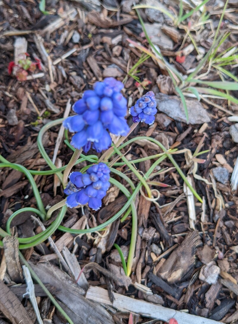 grape hyacinth