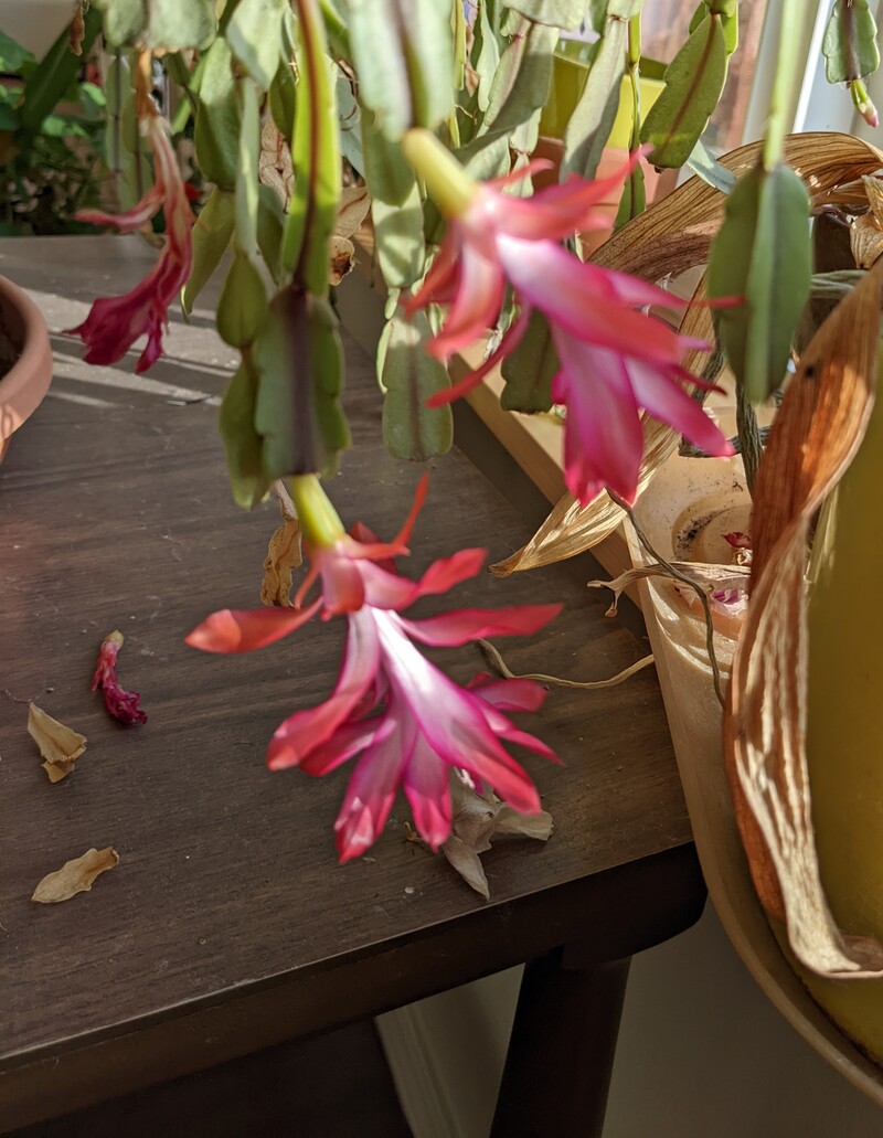 Christmas cactus