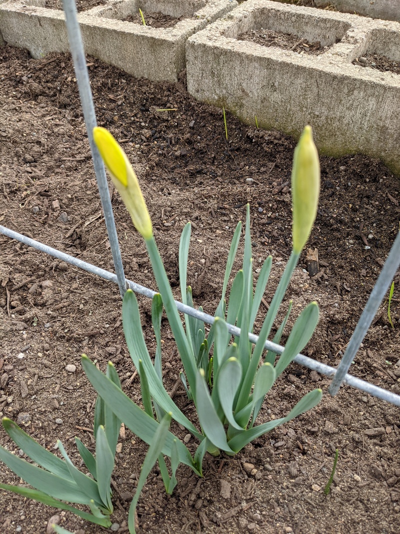 daffodils almost ready to bloom.