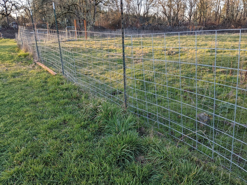 cattle panel added to the fence. Hopefully the sheep don't escape now..