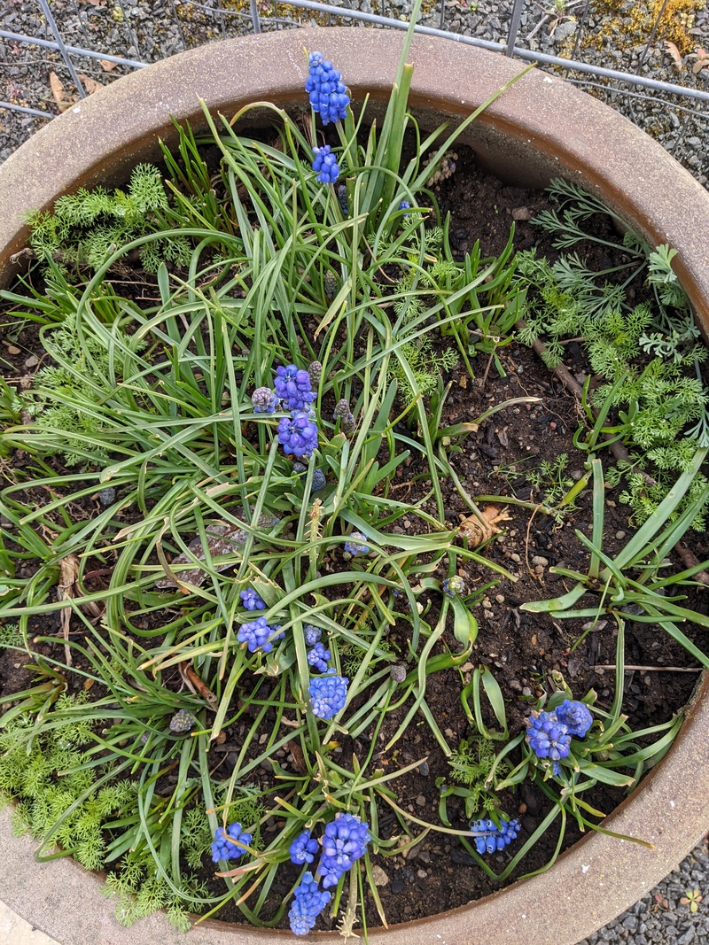 Grape hyacinths blooming.