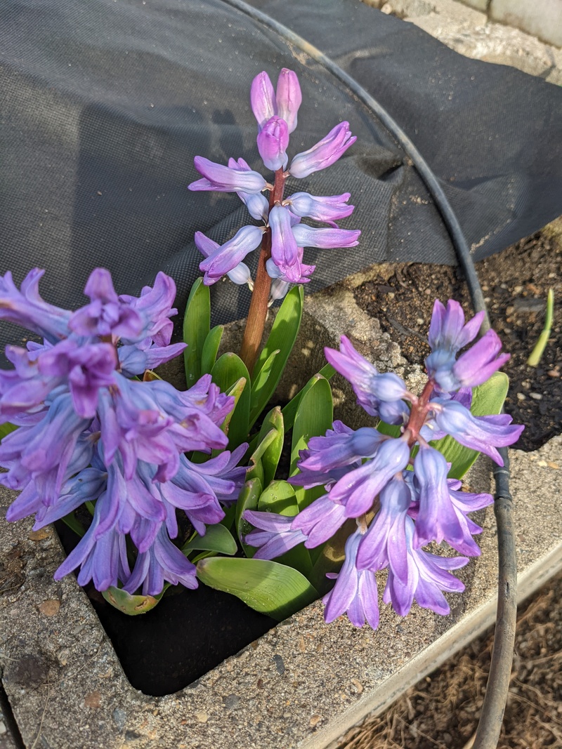 Hyacinths blooming.