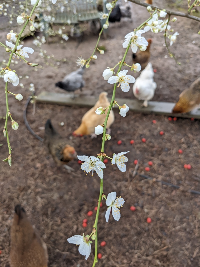 The Golden Plum tree by the chicken run is beginning to bloom.