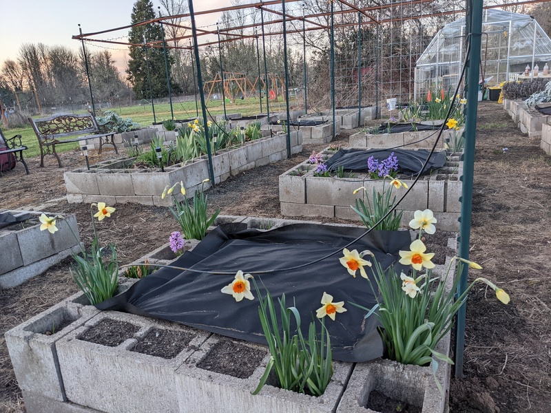 You can see more daffodils, and hyacinths.