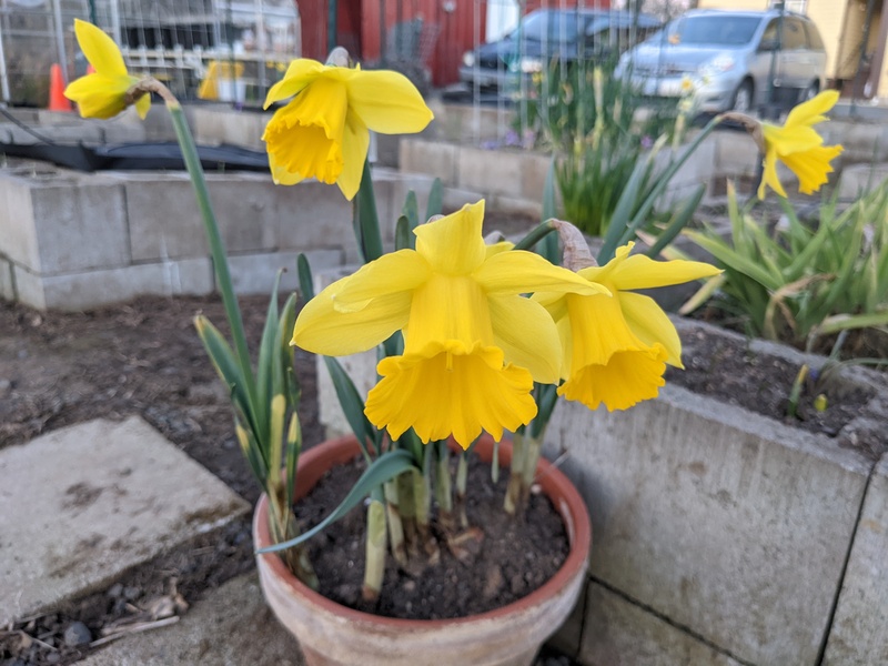 Daffodils in a pot.