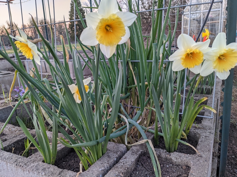 Daffodils in the onion cell