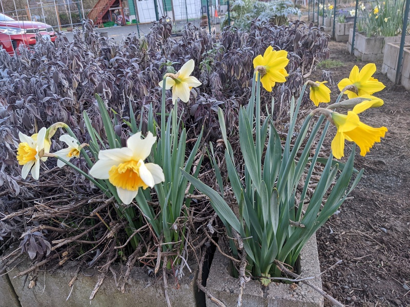 Daffodils in H2.