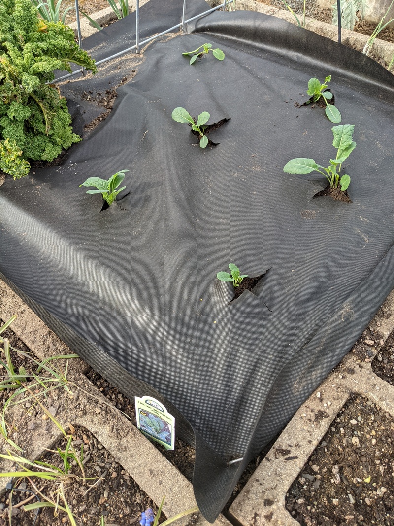 E1 - kale planted 3/8
