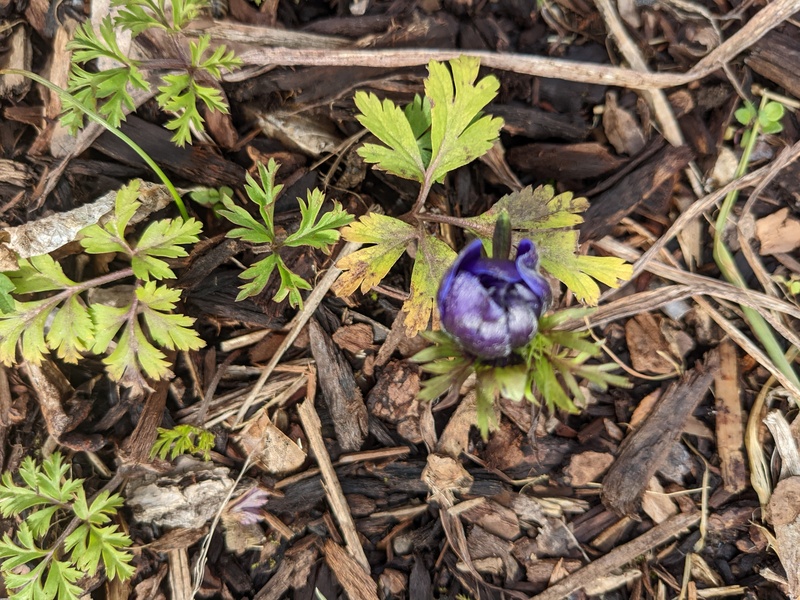 Ranunculus (Buttercup) Getting ready to bloom.