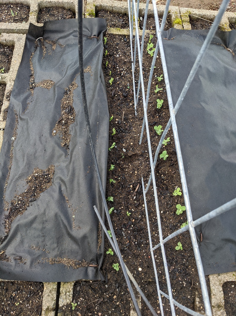 Peas are coming up nicely.