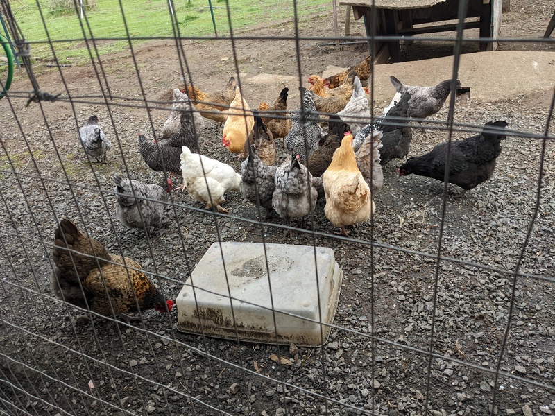 Lois keeps having trouble knowing how many chickens she has. There are a few not in the picture, but it is easier to count when they are not moving.