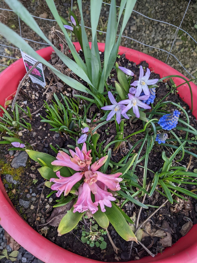 Flowers are blooming in the pots.