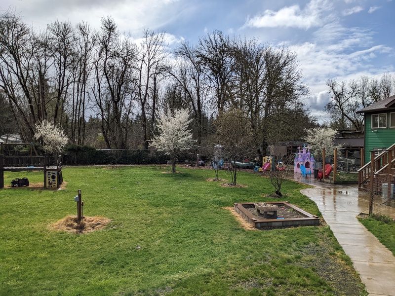 The plum trees in the picnic area are in full bloom.