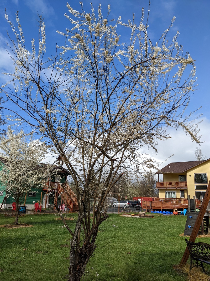 Italian Plum in the Picnic Area.