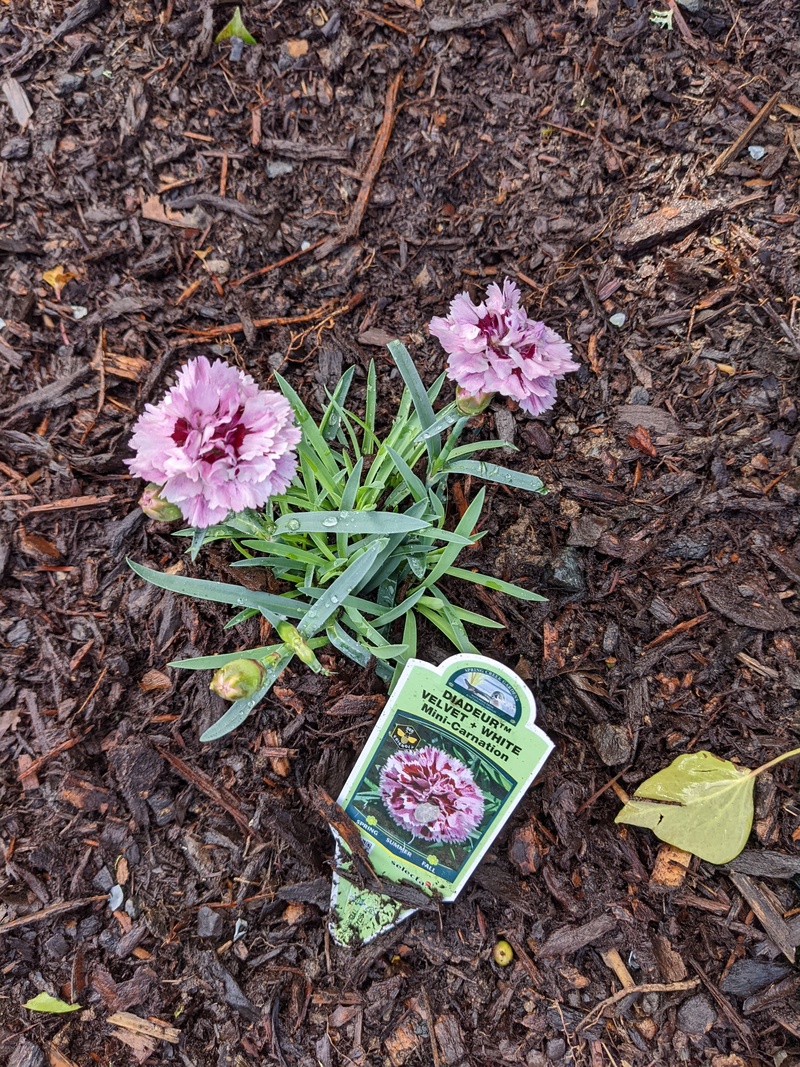 Carnation Lois bought this week.