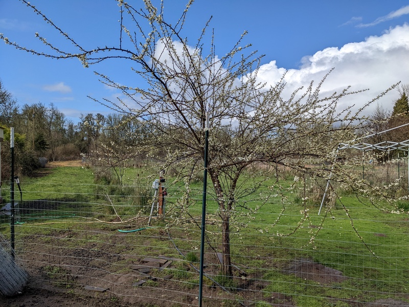 Plum in the Blueberry Area.