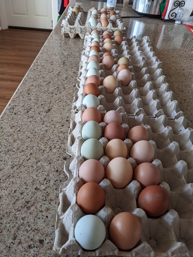 Lois is trying to figure out how many hens lay a certain color of eggs. She wants to know olive, blues, and dark browns.