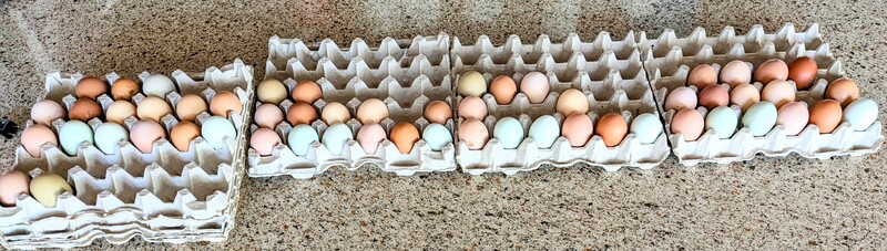 Each tray had a different day with the eggs sorted by colors similar to the previous day.