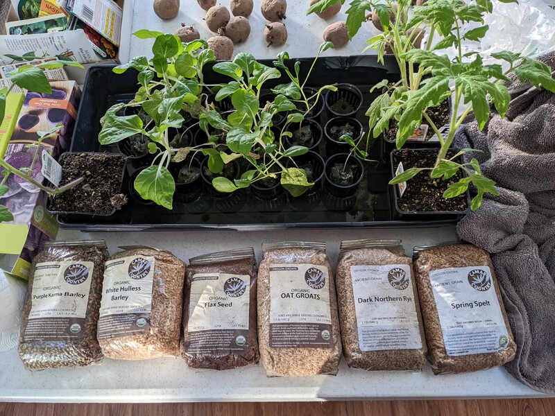 Lois would like to try growing grains. She planted some barley and rye so far.