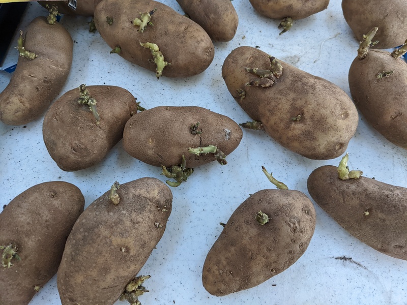 The russet potatoes. Trying to grow the plants.