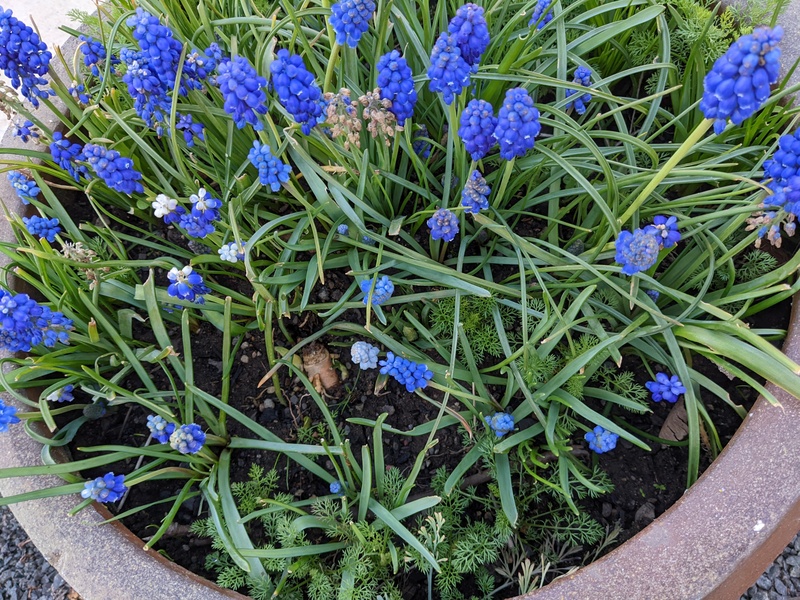 Grape hyacinths.