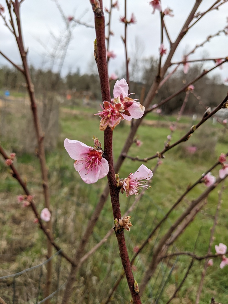 Tilton apricot