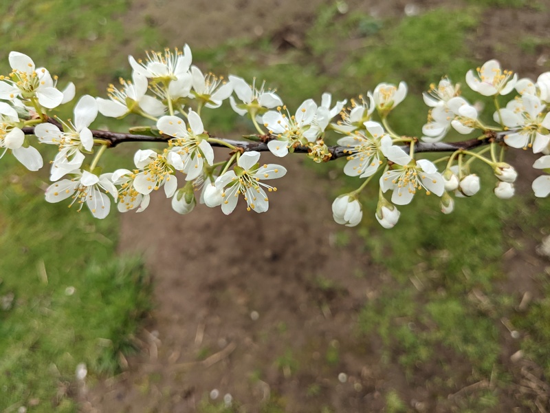 So many plum flowers.