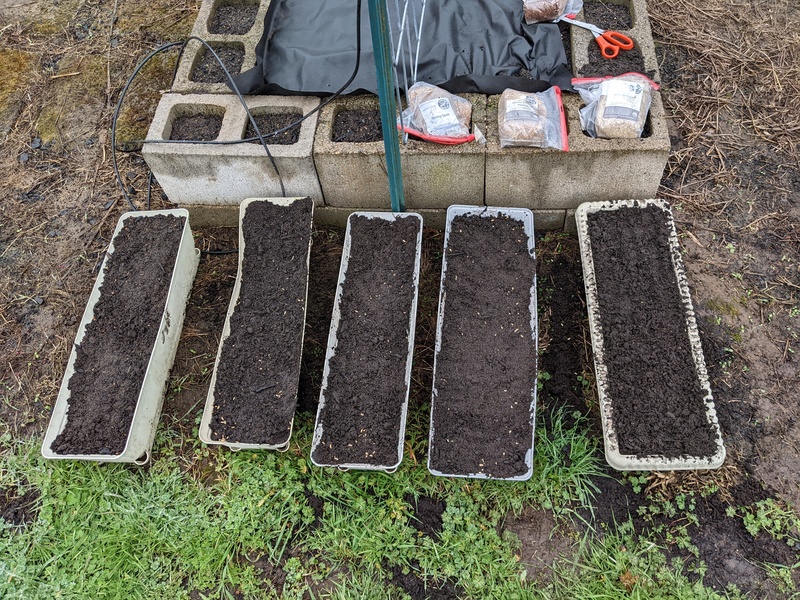 Lois is trying her hand at growing grain sample. Two kinds of barley, rye, spelt, groats, flax, and wheat. We shall see what happens. 😁