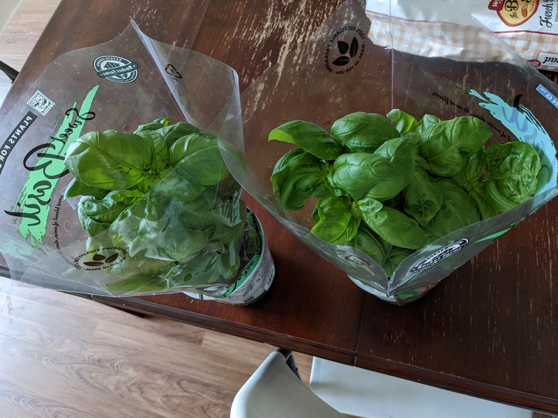 Beautiful basil plants.