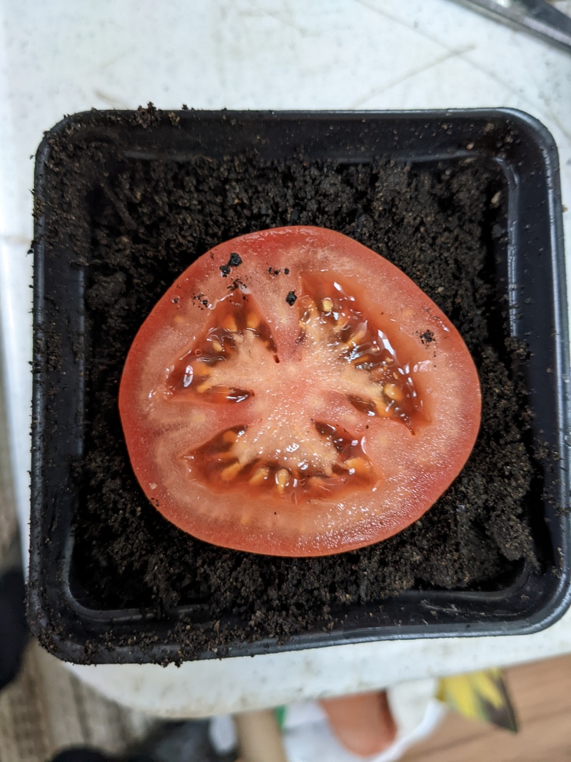 When a tomato slice falls on the floor.... what do you do with it?
Use it for seeds of course.