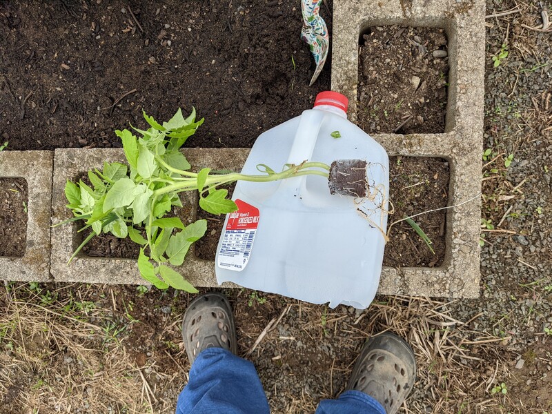 Hydroponic cherry tomato plant going to be planted into a garden cell.