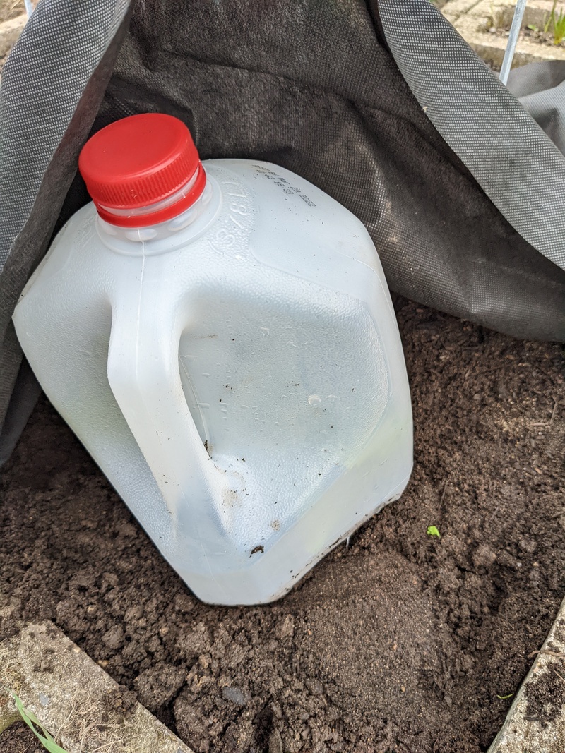 H3 red cherry tomato under milk jug. Will it survive a freeze.