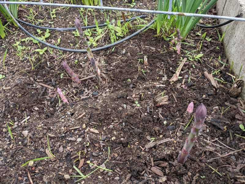 Asparagus is coming up.