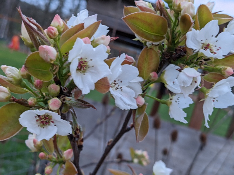 Asian pear